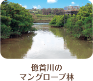 億首川のマングローブ林